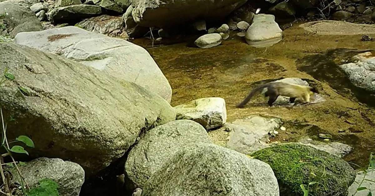 팔공산 계곡 70년 불법기도터 철거했더니…담비 돌아왔다 / 국립공원공단 제공