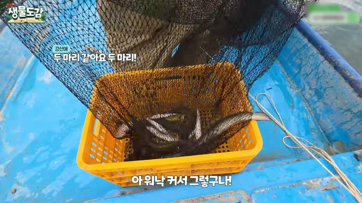 유튜브 'TV생물도감'