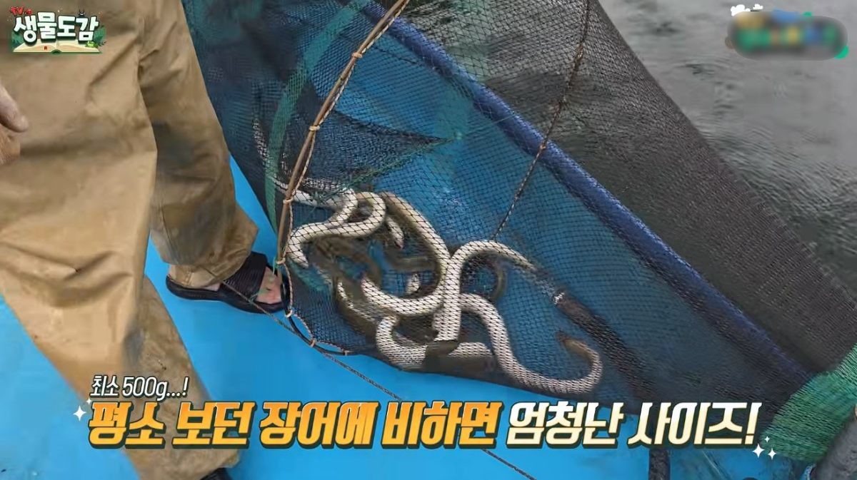 유튜브 'TV생물도감'