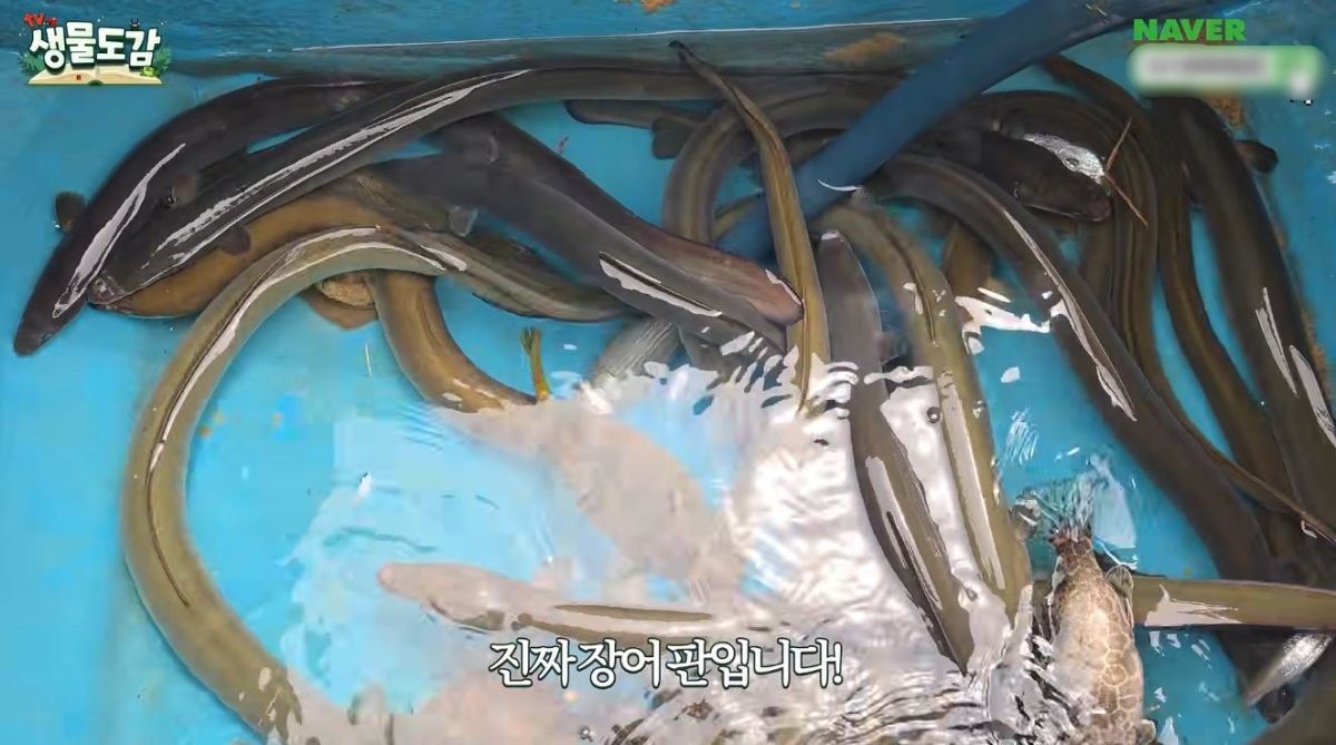 유튜브 'TV생물도감'
