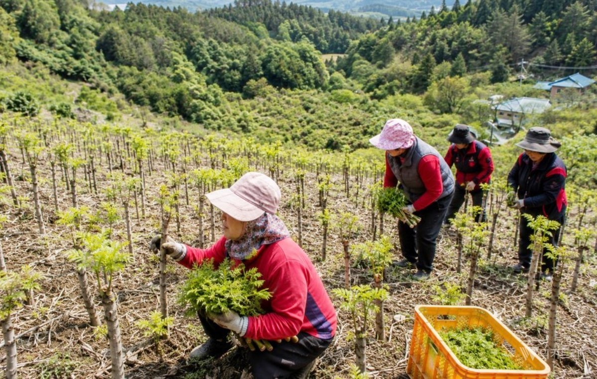 영광군, 산주 대상 조림사업 연중 신청 접수