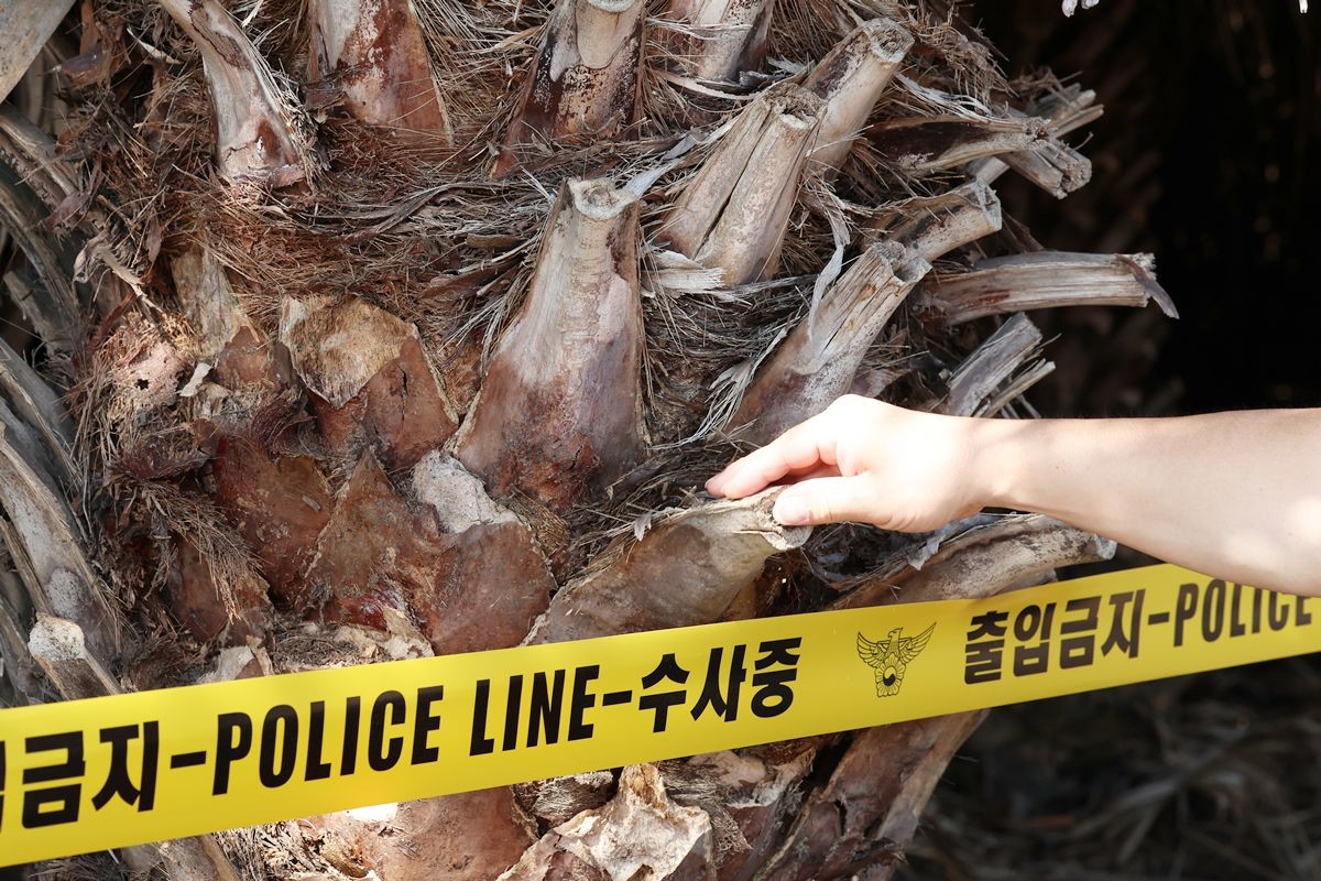 장미란 씨 시신이 발견된 제주시 한림읍 소재 야자수농장의 베어낸 야자 줄기가 손으로 쉽게 꺾이고 있다. 기사 이해를 돕기 위한 자료 사진. 장미란 씨 시신은 지난 24일 오전 제주시 한림읍에 있는 야자수농장에서 수색 중이던 경찰에 의해 발견됐다. 경찰은 시신이 처음 발견된 당시 자세와 위치 등을 바탕으로 장 씨가 목을 매 숨진 것으로 추정한다고 밝혔다. 다만 경찰은 시신이 상당히 부패해 외상 등 흔적을 확인할 수 없는 만큼 범죄 피해 가능성에 대해서는 지속해 수사할 계획이다.     / 연합뉴스