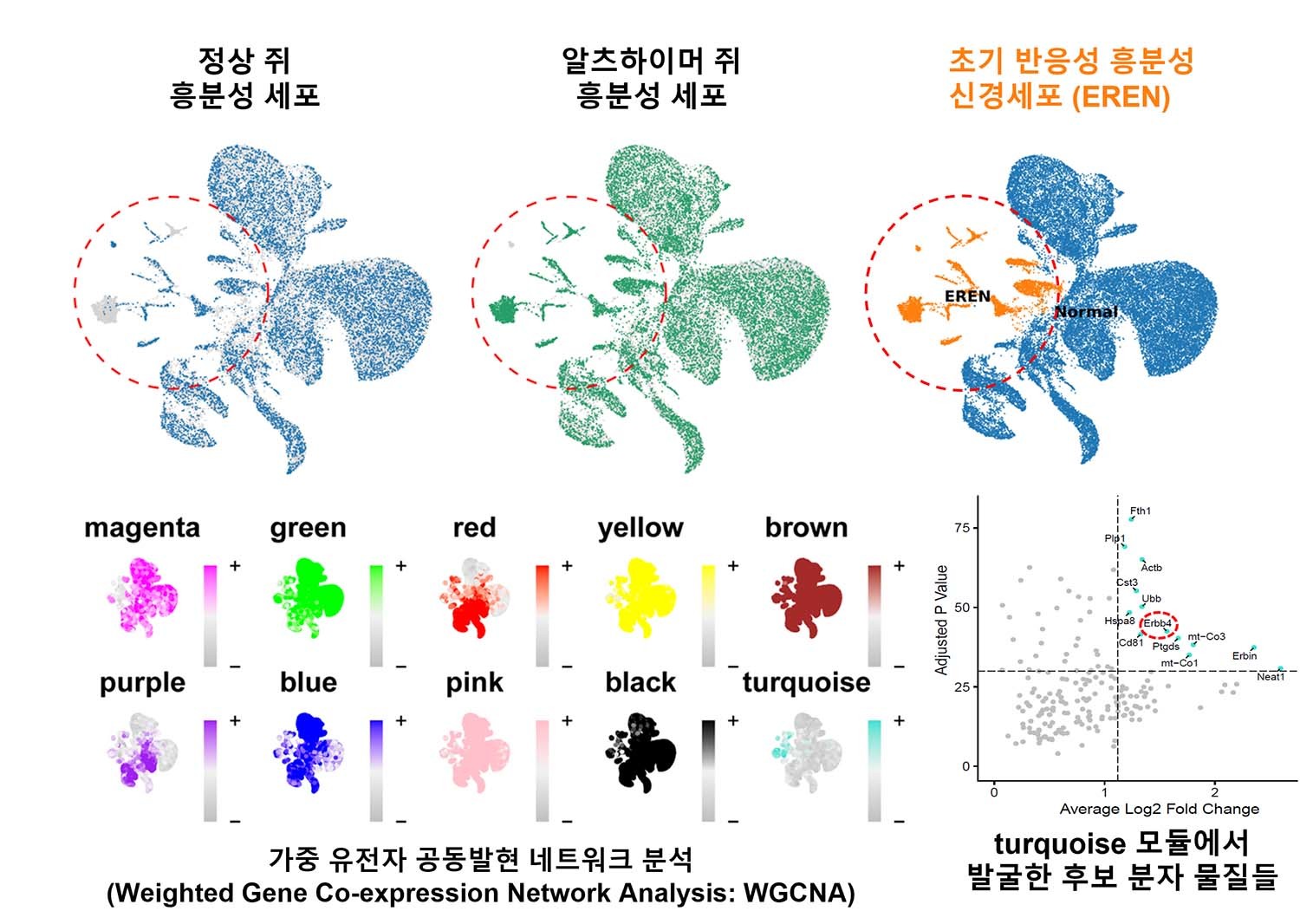 단일핵 RNA 시퀀싱을 통한 초기 반응성 흥분성 신경세포(EREN)의 발견. / 과학기술정보통신부