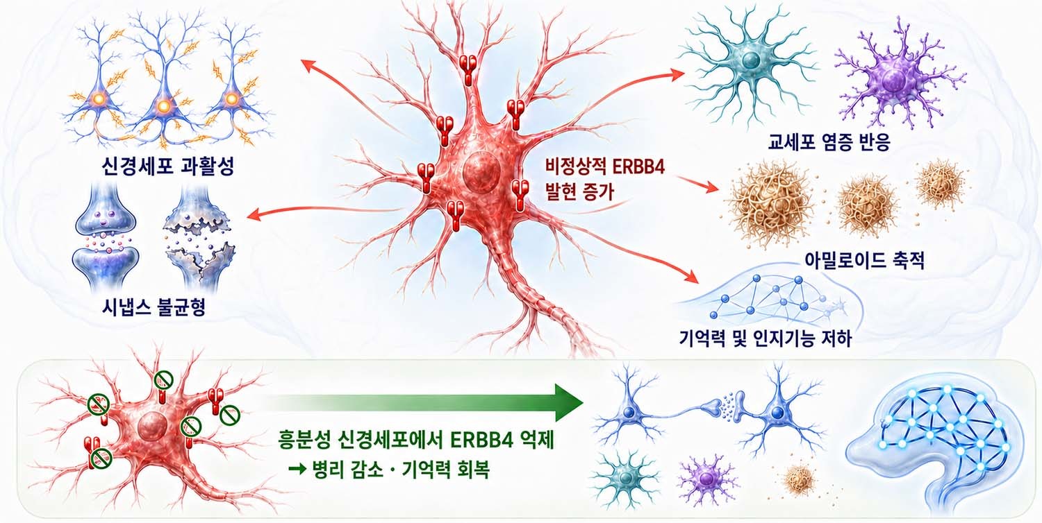 알츠하이머병 병리를 연결하는 공통 조절 인자로서의 흥분성 신경세포 ERBB4. / 과학기술정보통신부