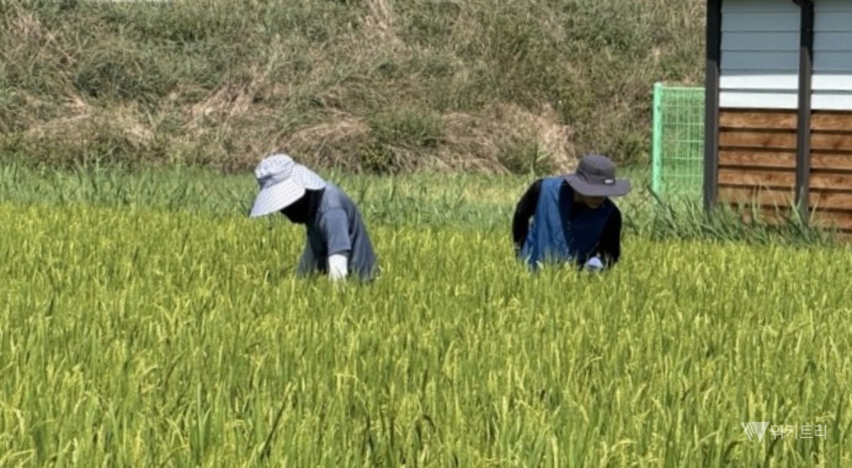 함평군, 벼멸구 피해 예방 총력