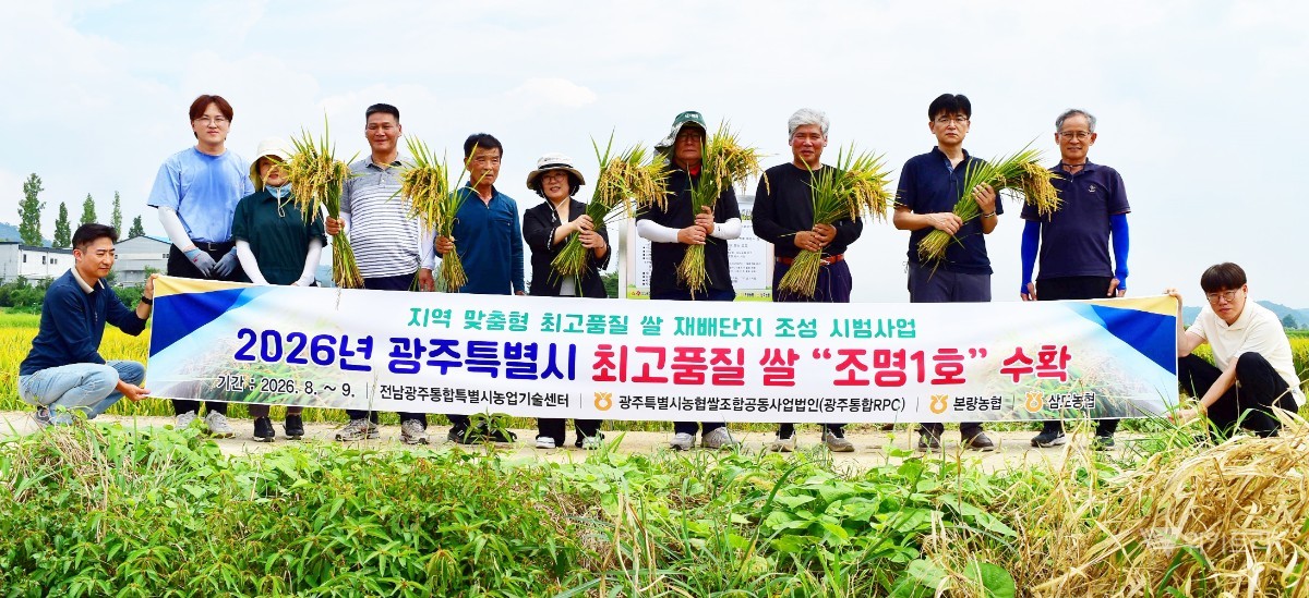 전남광주특별시, 광산구 본량동서 최고품질 쌀 ‘조명1호’ 첫 수확