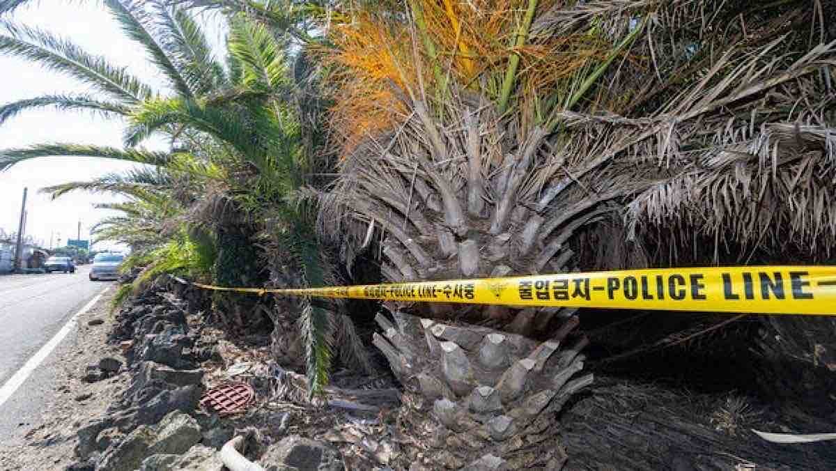 위약금 물더라도… 제주 흉흉한 소식에 여행객들 발길 돌린다