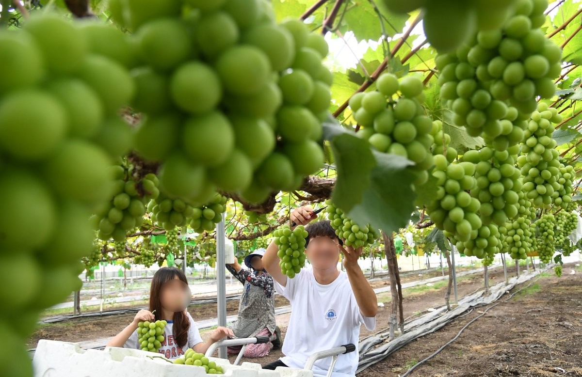 경남 거창군 거창읍 정장리 한 포도밭에서 사람들이 샤인머스캣을 수확하는 모습의 자료사진. (본 기사와 직접적인 연관은 없음을 밝힙니다.) / 거창군 제공-뉴스1