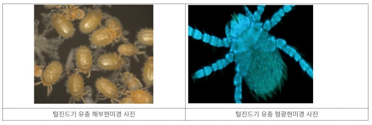 털진드기 유충 현미경 사진. / 질병관리청