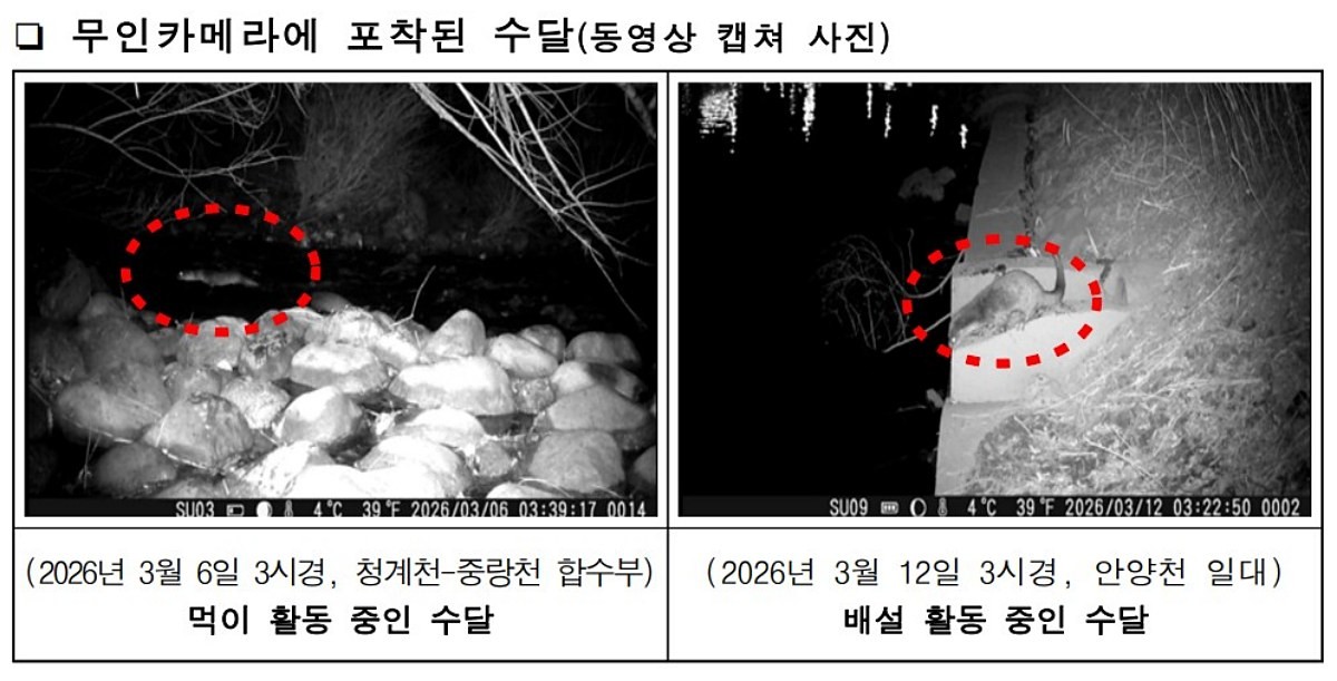 무인카메라에 포착된 수달. / 국립생물자원관