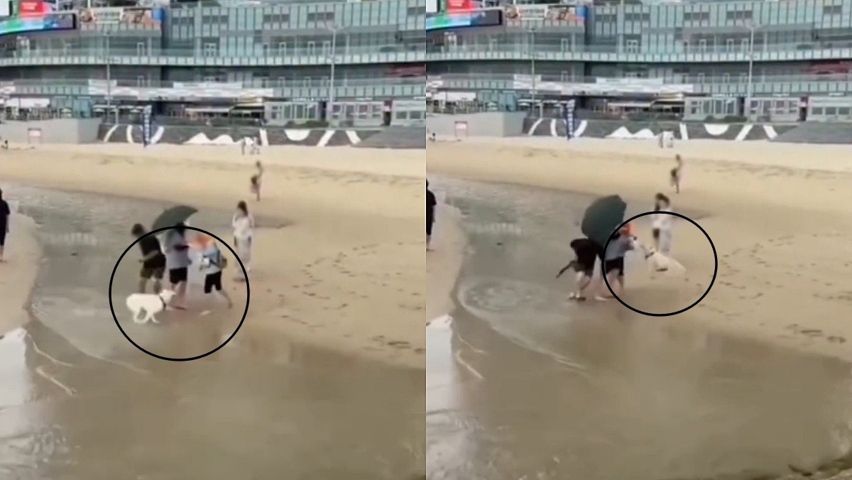 해운대 백사장에서 대형견이 소형견을 향해 돌진하는 모습. / 온라인 커뮤니티 영상 캡처