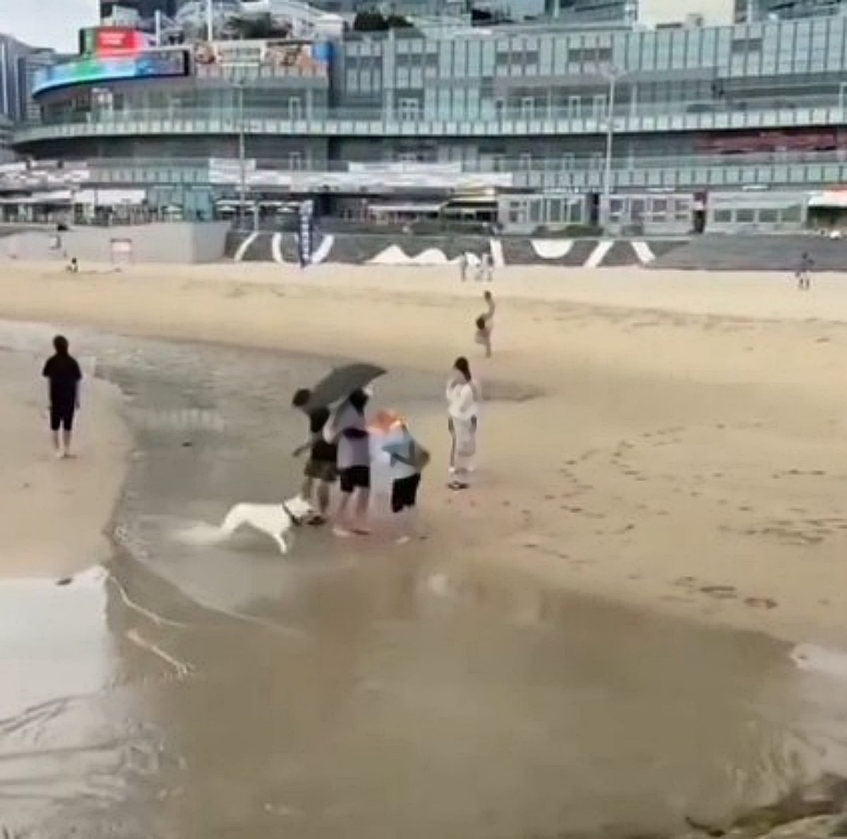 해운대 백사장에서 대형견이 소형견을 향해 돌진하는 모습. / 온라인 커뮤니티 영상 캡처