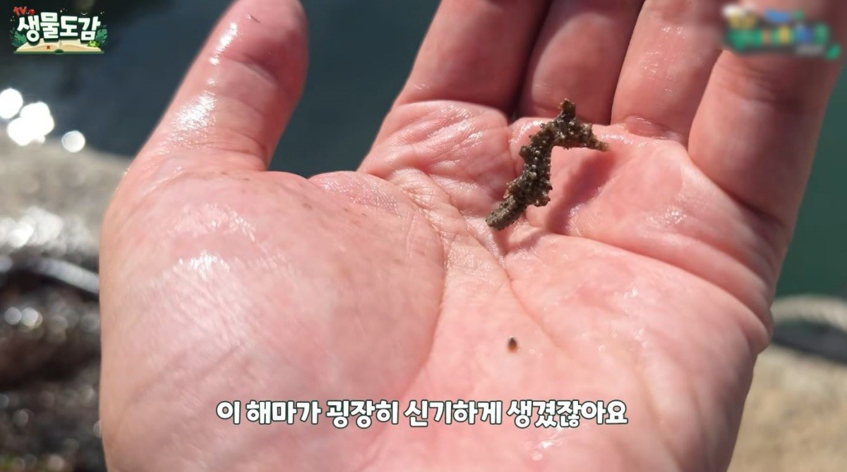 해마. / 유튜브 'TV생물도감'
