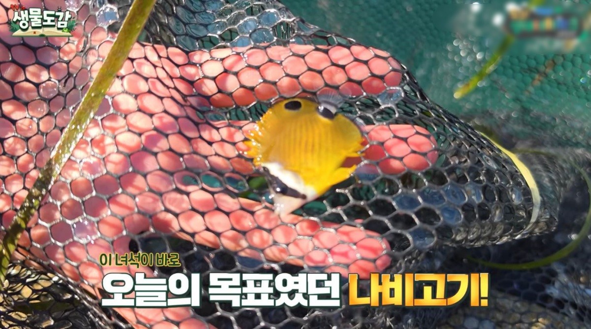 나비고기. / 유튜브 'TV생물도감'