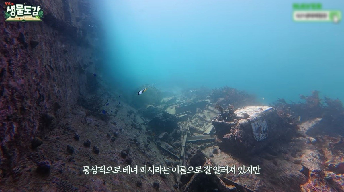 베너 피시. / 유튜브 'TV생물도감'