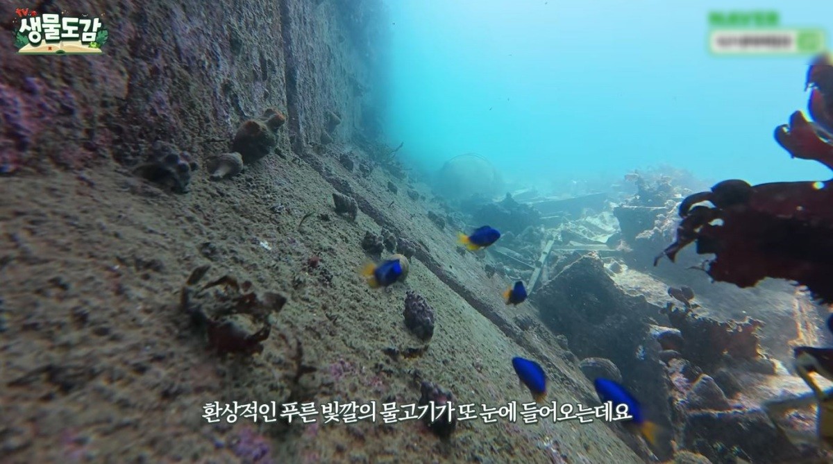 파랑돔 무리. / 유튜브 'TV생물도감'
