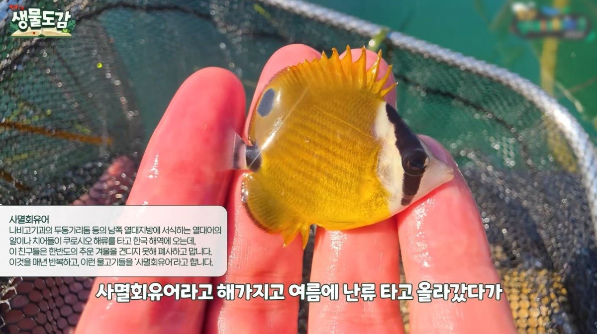 유튜브 'TV생물도감'