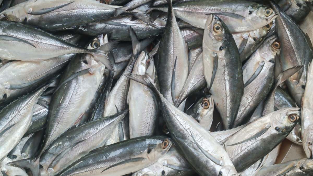 해외선 196% 폭증하며 대박 났는데… 안방 밥상선 씨가 말라가는 '국민 생선'