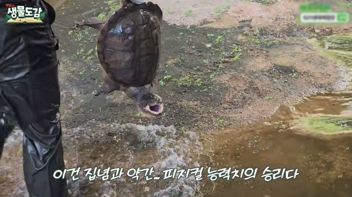 유튜브 'TV생물도감'