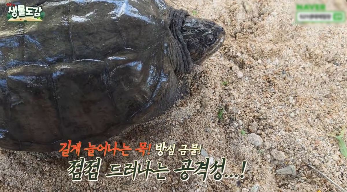 유튜브 'TV생물도감'