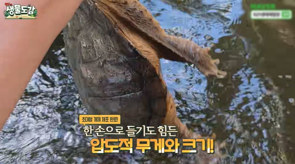 유튜브 'TV생물도감'