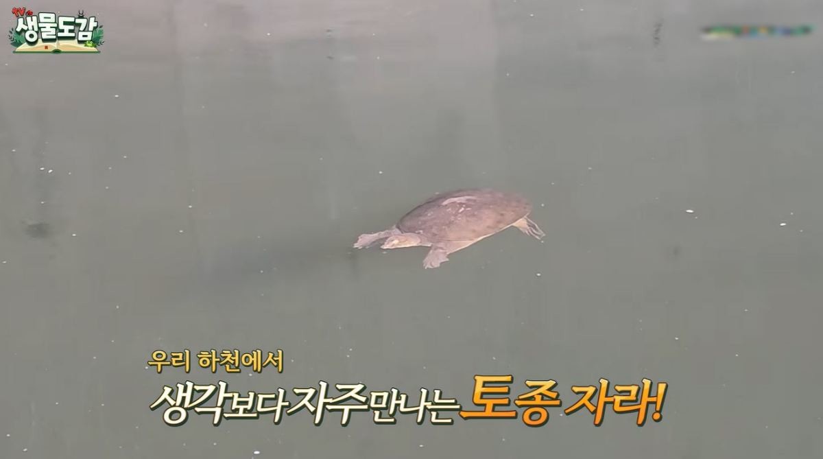 유튜브 'TV생물도감'