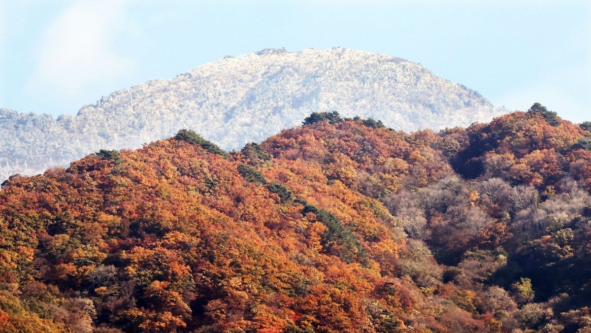 한국 지리산서 무더기로 발견된 '이것'…1억 2000만원 잭팟 터졌다