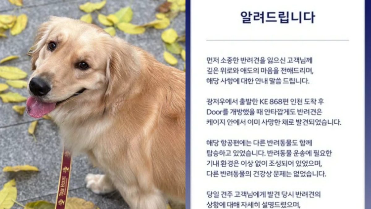 “어떻게 죽었는지 알지도 못한다” 한국 비행기 탔다가 반려견 사망…무슨 일? 