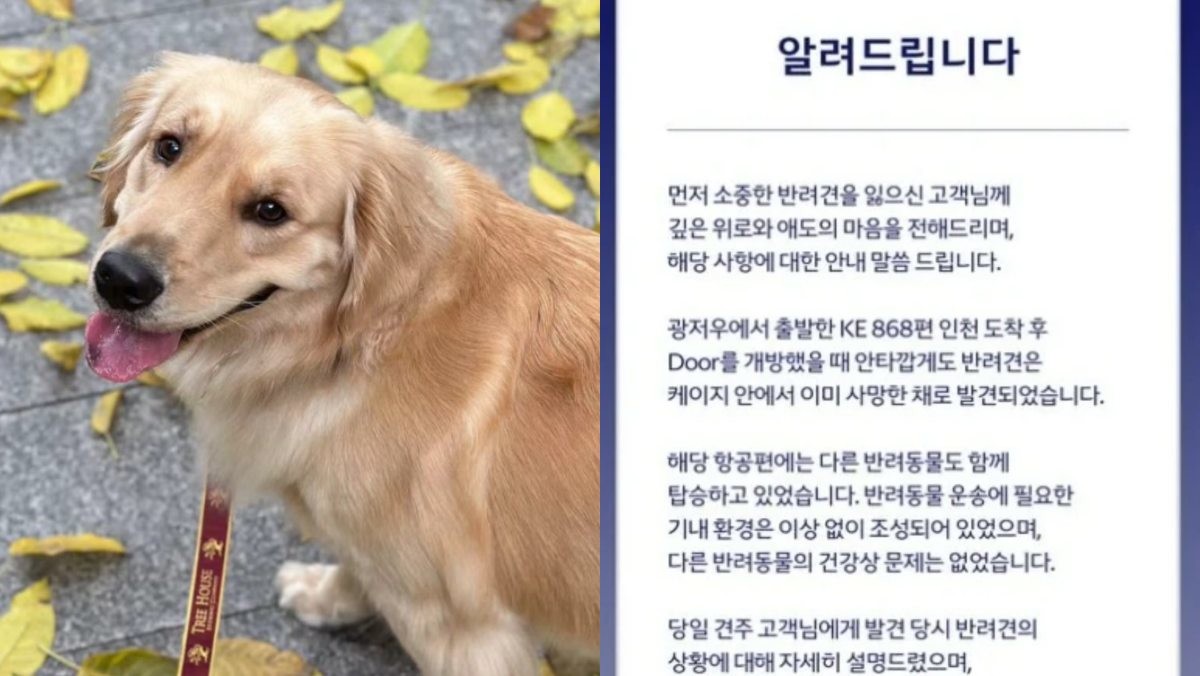 골든 리트리버 '버블', 대한항공 입장문 / 인스타그램 jenn_jwww, 대한항공 SNS