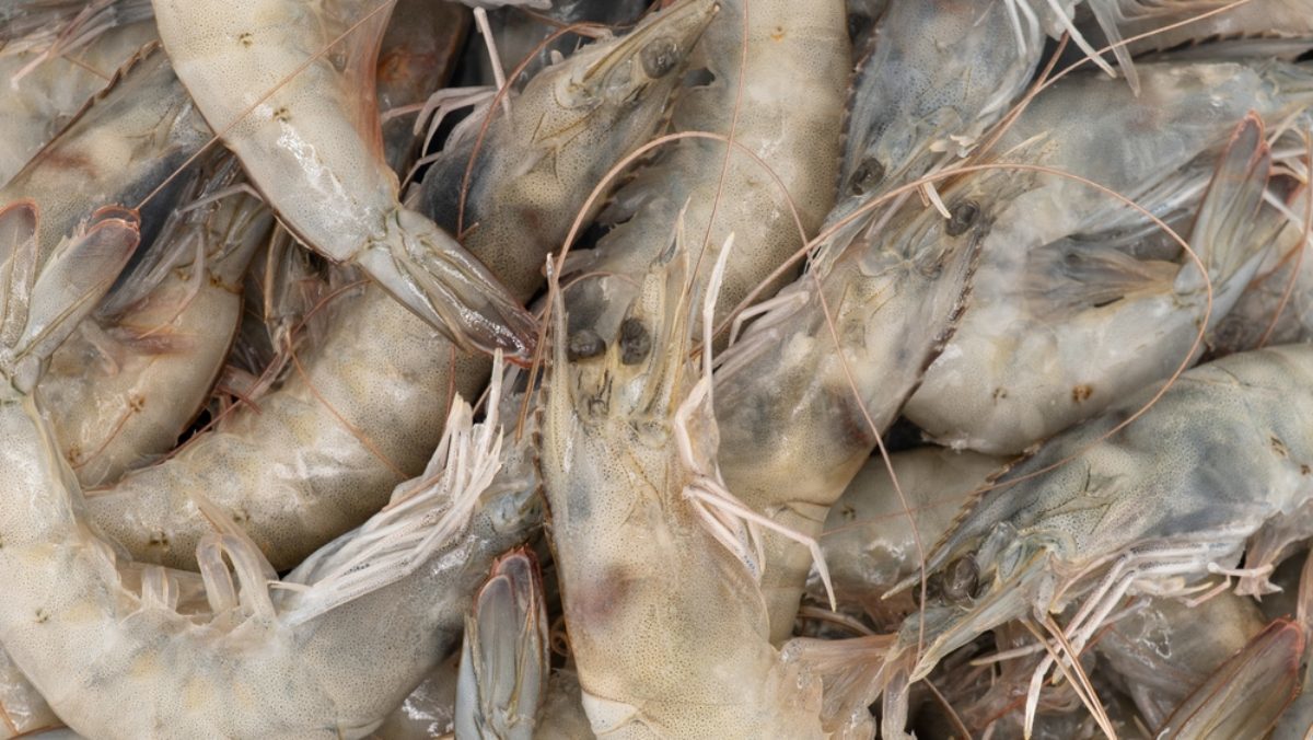 굵은 소금 위에 올리면 단맛 폭발… 가을만 되면 어김없이 생각나는 '제철 수산물'