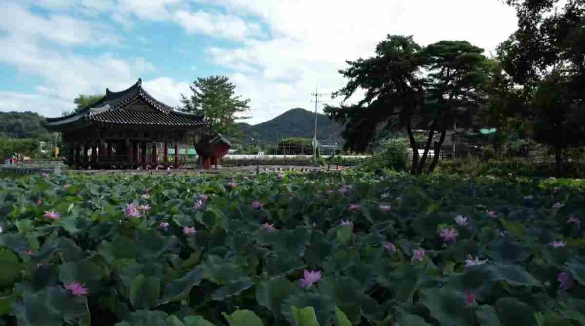 청도 유등연지 / 유튜브 '청도군'