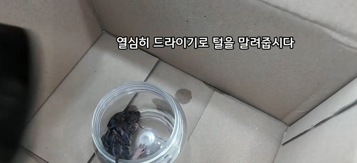 ‘초등학생 3명이 빵 봉지에 동물을 구조해 동물병원에 왔습니다’란 제목으로 김포 동행동물병원 유튜브 채널 ‘동동행행’에 올라온 영상.