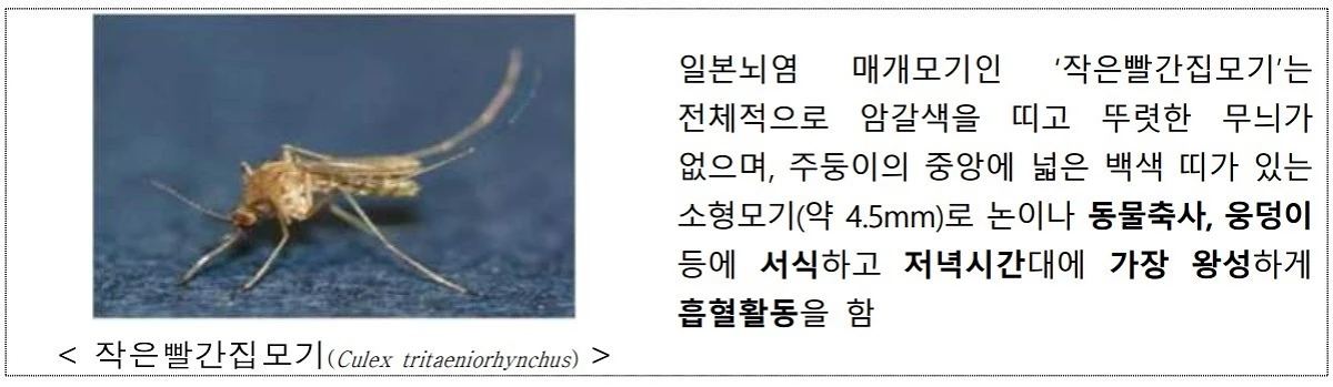 작은빨간집모기. / 질병관리청