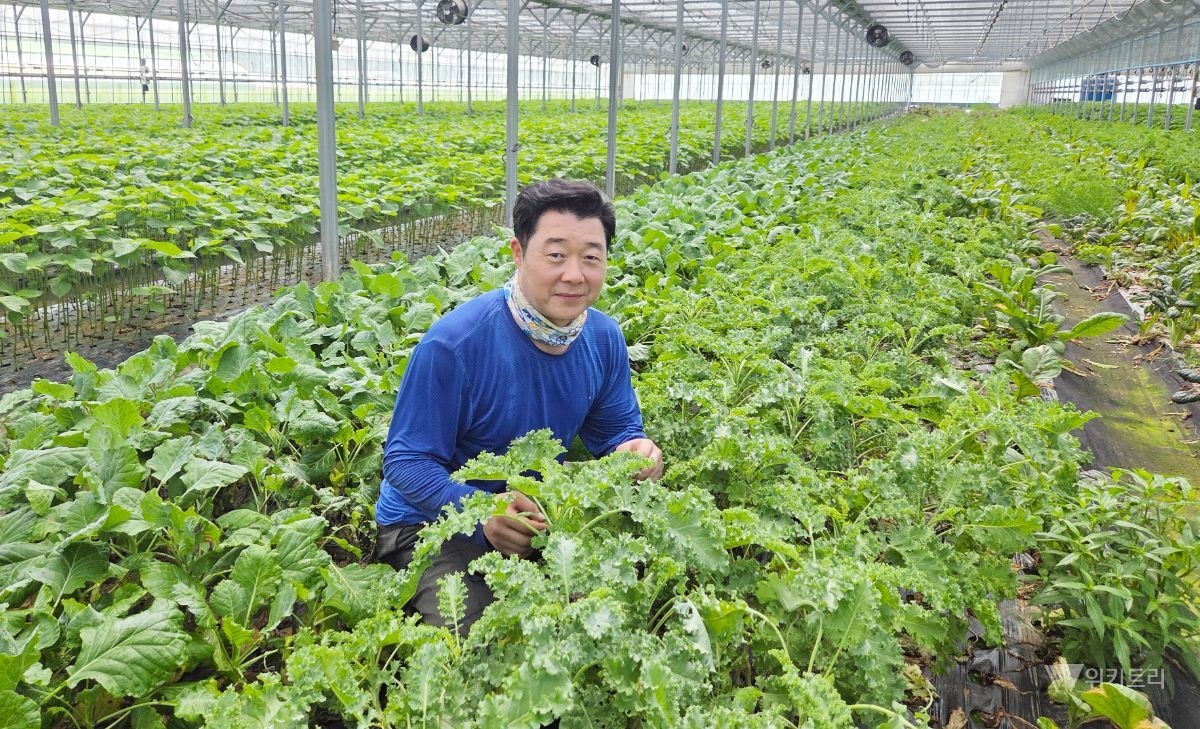 장성 3대째 친환경 쌈채소, 전남광주 '9월의 농산물' 선정