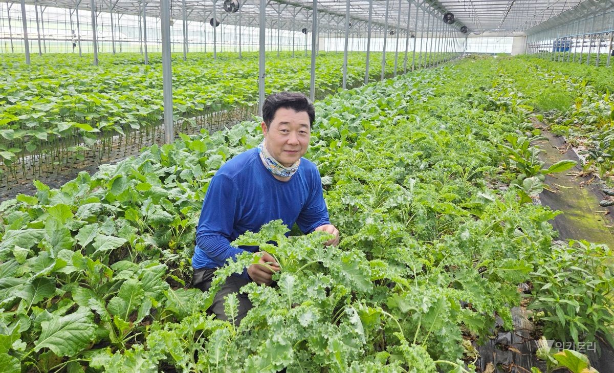 전남광주통합특별시는 장성군에서 이혁재(51) 씨 가족이 땀 흘려 재배한 깐깐하고 신선한 ‘무농약 쌈채소’를 9월의 친환경농산물로 선정했다. / 전남광주통합특별시