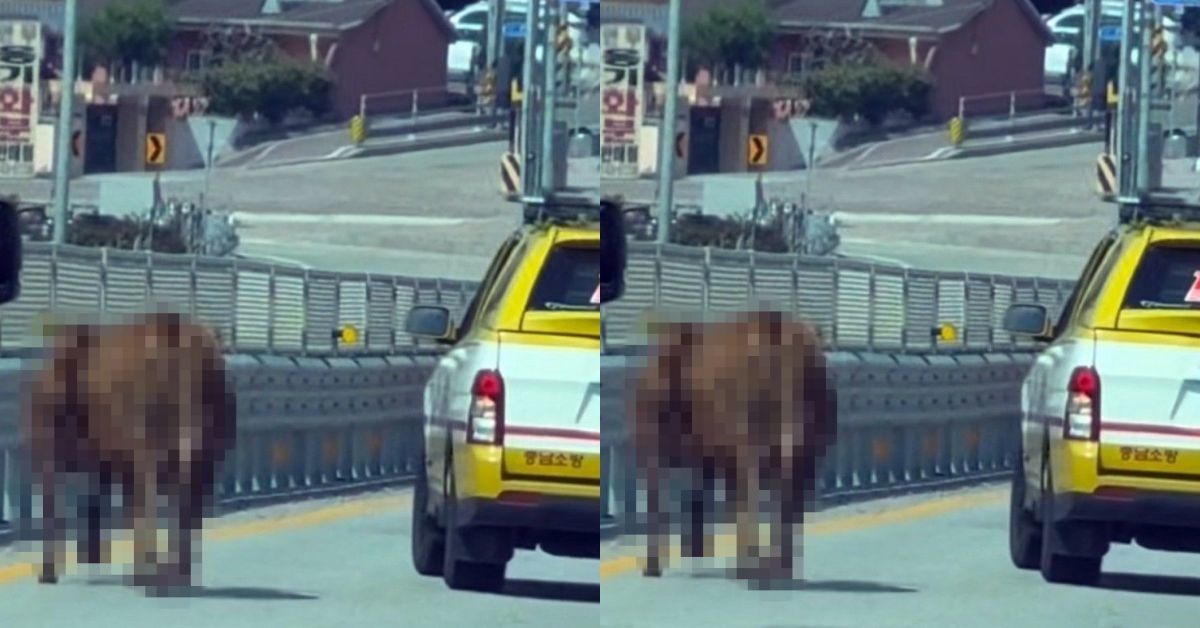 무려 4마리나 탈출했다…논산서 도로 활보하다 부분 포획된 '뜻밖의 동물'