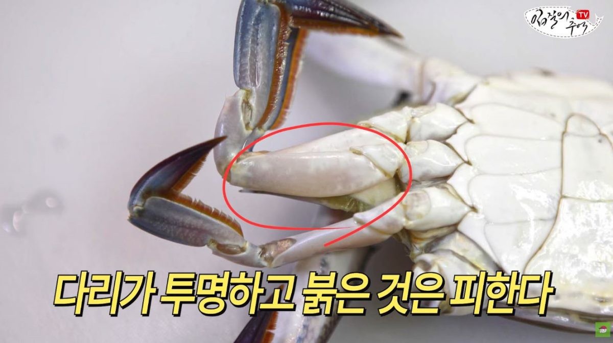 유튜브 ‘입질의추억TV jiminTV’