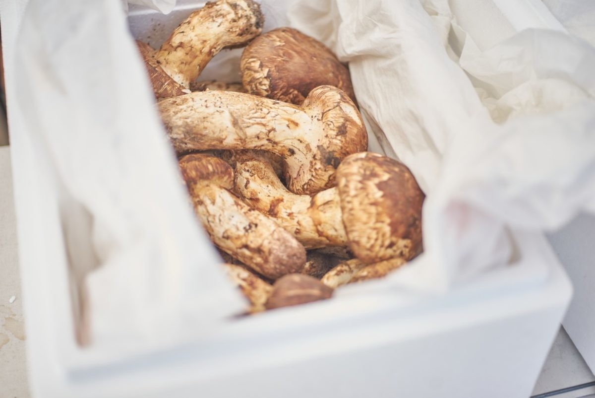송이버섯 자료사진. / foodnjoy-shutterstock.com