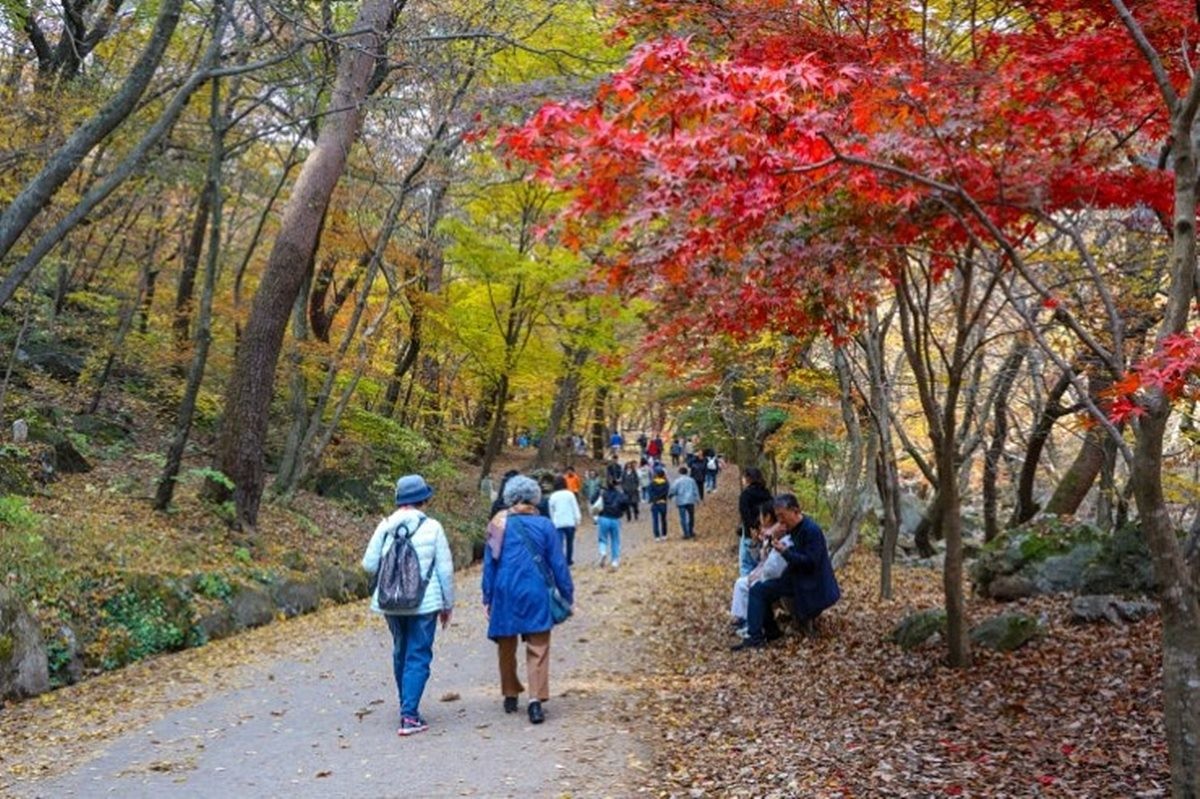 단풍 사진