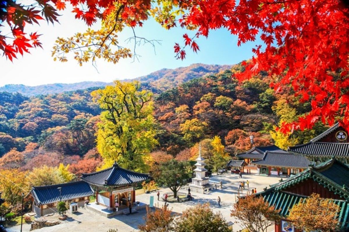 용문사 단풍
