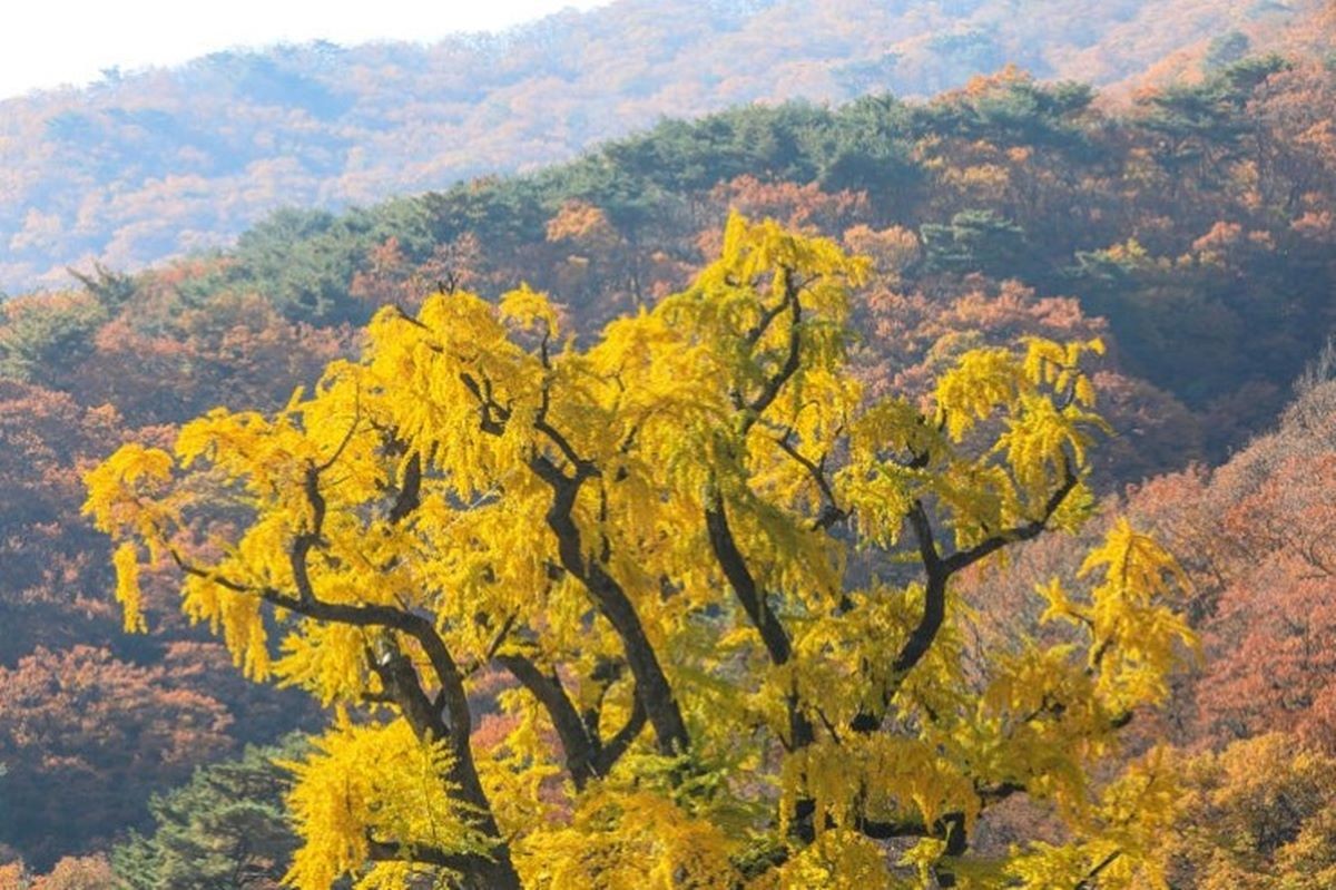 은행나무