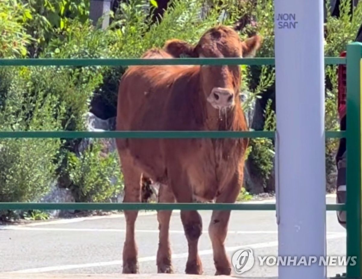 충남 논산에서 한우 네 마리가 축사를 빠져나와 도로를 활보하는 소동이 벌어졌다. / 연합뉴스-독자 제공