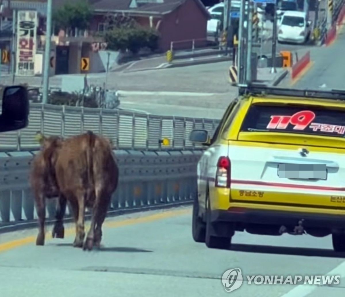 충남 논산에서 한우 네 마리가 축사를 빠져나와 도로를 활보하는 소동이 벌어졌다. / 연합뉴스-독자 제공