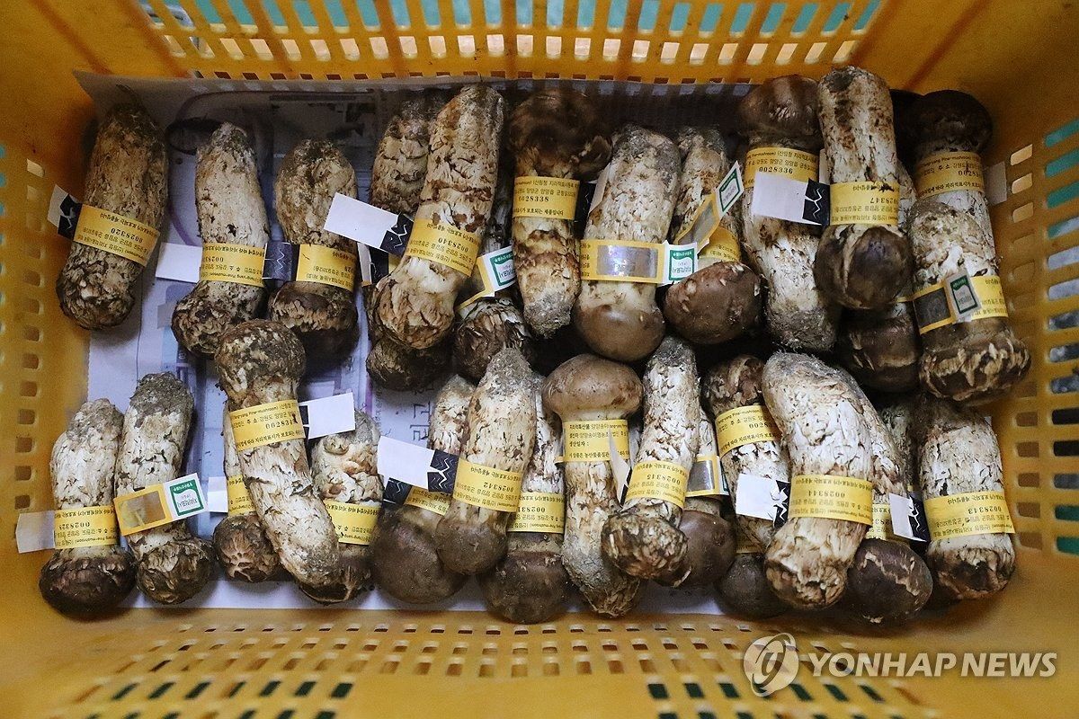 자연산 송이. / 연합뉴스