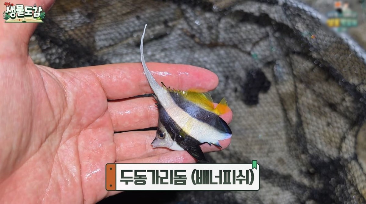 두동가리돔(배너피시). / 유튜브 'TV생물도감'