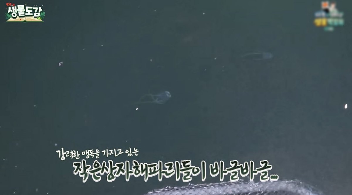 맹독이 있다는 작은상자해파리. / 유튜브 'TV생물도감'
