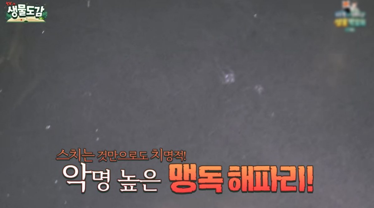 맹독이 있다는 작은상자해파리. / 유튜브 'TV생물도감'