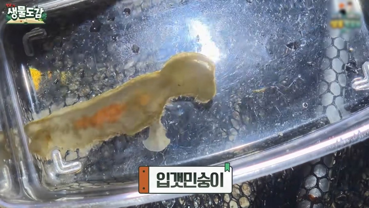 입갯민숭이. / 유튜브 'TV생물도감'