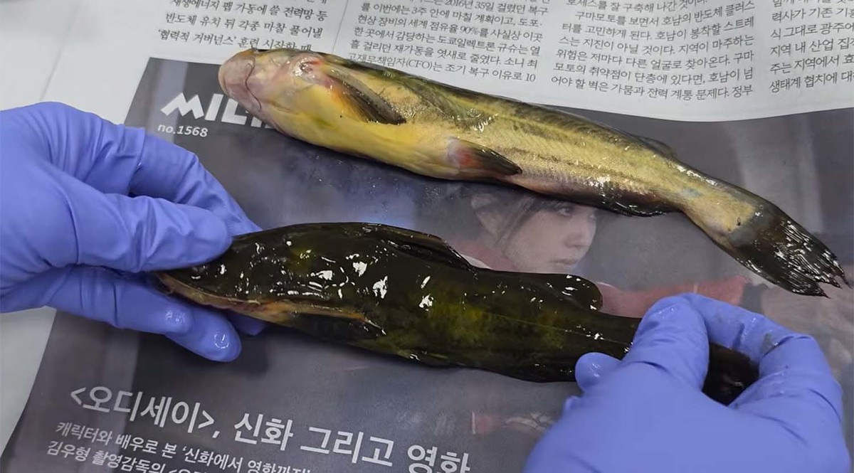 실험에 쓰인 민물고기들. / 'TV생물도감'