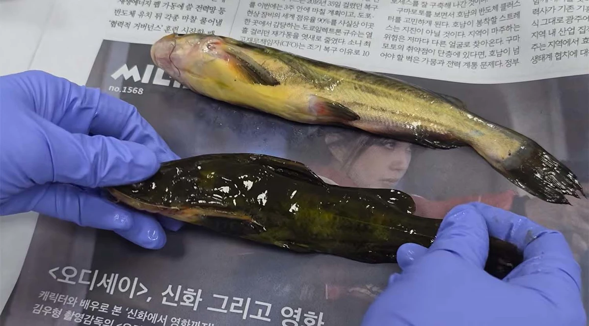 실험에 쓰인 민물고기들. / 'TV생물도감'